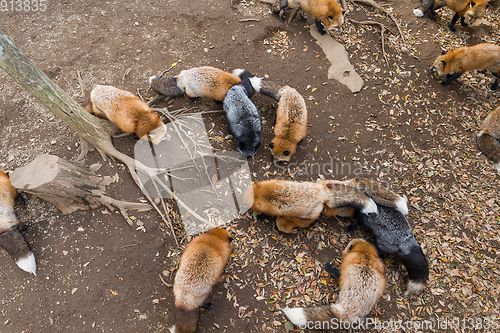 Image of Group of Fox eating food