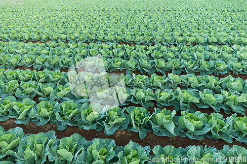 Image of Organic vegetable field