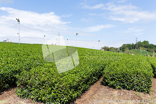 Image of Green Tea Plantation