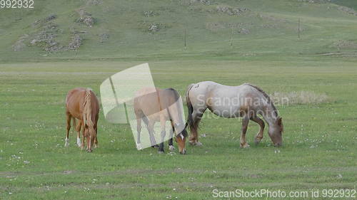 Image of Horses with foals grazing in a pasture in the Altai Mountains