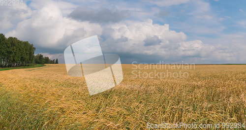 Image of landscape of wheat field at harvest