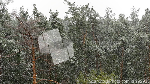 Image of Snow blizzard in the pine forest. UltraHD stock footage