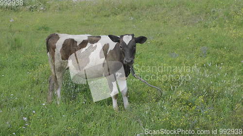 Image of Young bull-calve grazes on the green field slow motion