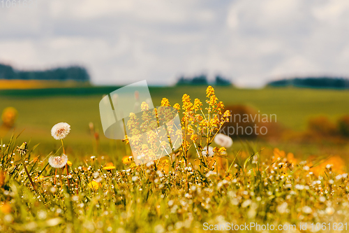 Image of spring flowers dandelions in meadow, springtime scene