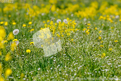 Image of spring flowers dandelions in meadow, springtime scene