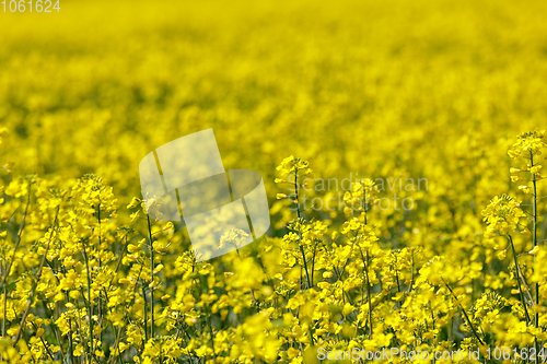 Image of spring Rape field