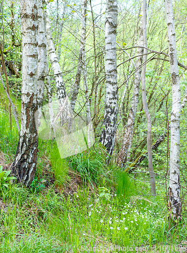 Image of birch tree in countryside