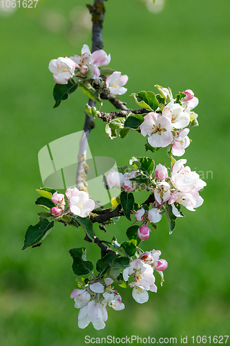 Image of flowering apple tree in spring