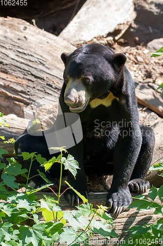 Image of Malaysian bear (Helarctos malayanus)