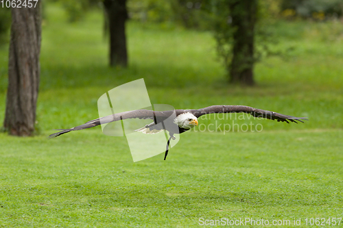 Image of Big bald Eagle (Haliaeetus albicill)