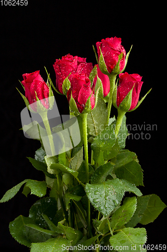 Image of bouquet fresh red roses