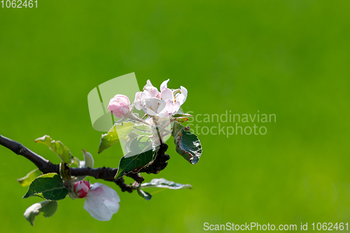 Image of flowering apple tree in spring