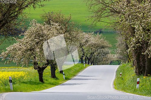 Image of spring road with alley of cherry in bloom