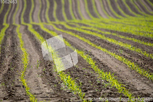 Image of spring plowed field curves