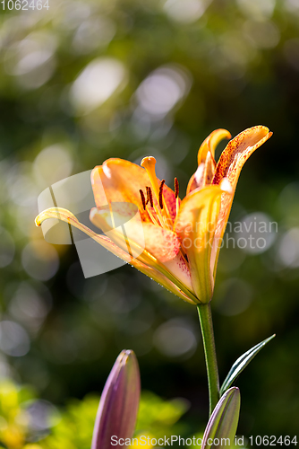 Image of beautiful lily flower in bloom