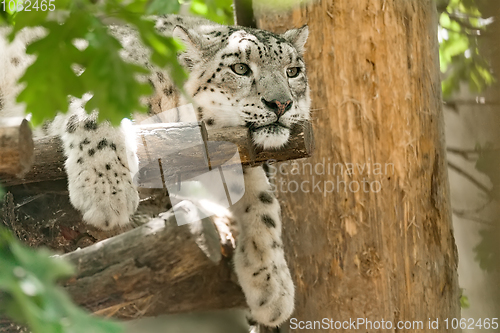 Image of cat snow leopard - Irbis, Uncia uncia