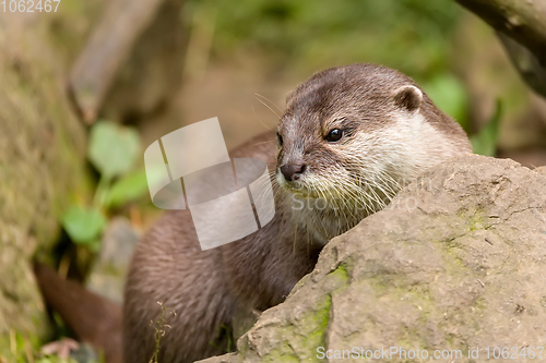 Image of animal European otter (Lutra lutra)