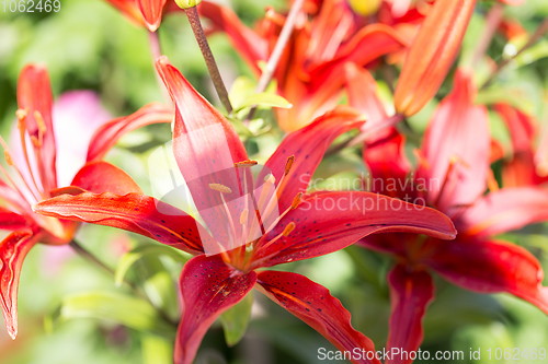 Image of beautiful lily flower in bloom