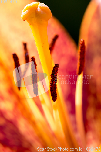 Image of beautiful lily flower in bloom