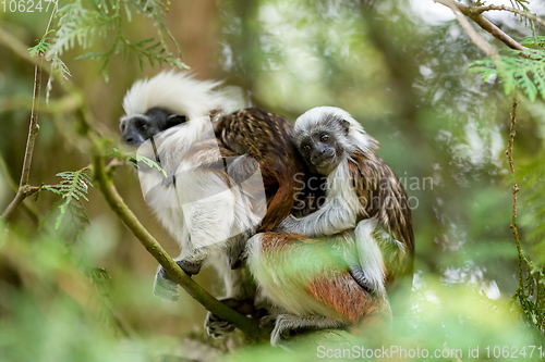 Image of tamarin family with small baby