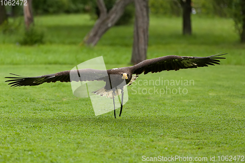 Image of Big Sea Eagle (Haliaeetus albicill)