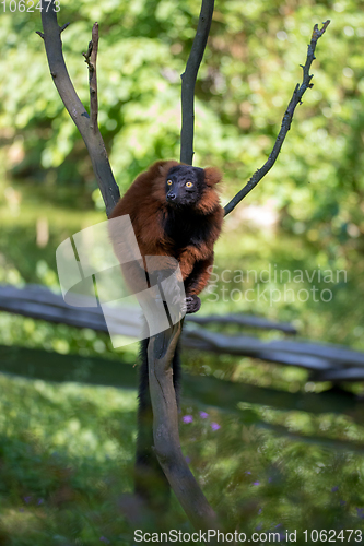 Image of Red ruffed lemur, Varecia rubra