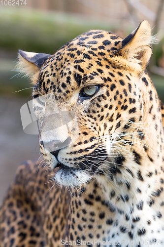 Image of cejlon Sri Lankan leopard, (Panthera pardus kotiya)