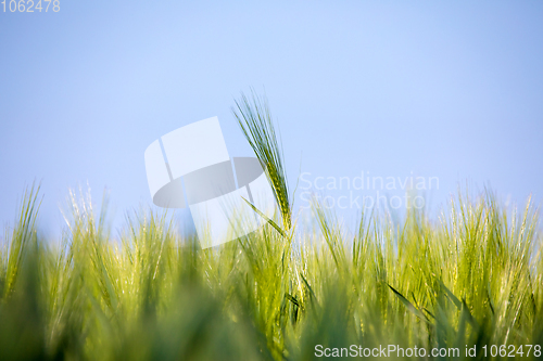 Image of spring field with Organic grains