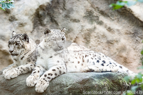 Image of cat snow leopard - Irbis, Uncia uncia