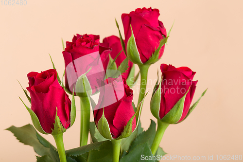 Image of Bouquet of fresh red roses