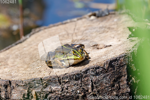 Image of Beautiful marsh frog, European wildlife