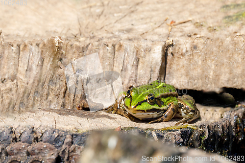 Image of Beautiful marsh frog, European wildlife