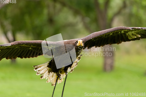 Image of Big Sea Eagle (Haliaeetus albicill)