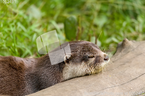 Image of animal European otter (Lutra lutra)