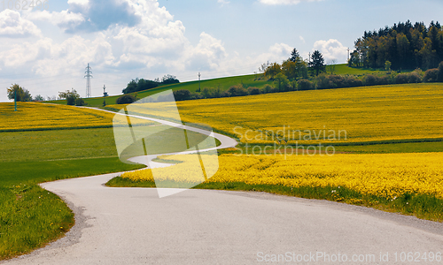 Image of Beautiful rape field spring rural landscape