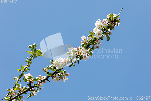 Image of flowering apple tree in spring