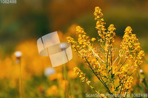 Image of spring flowers dandelions in meadow, springtime scene