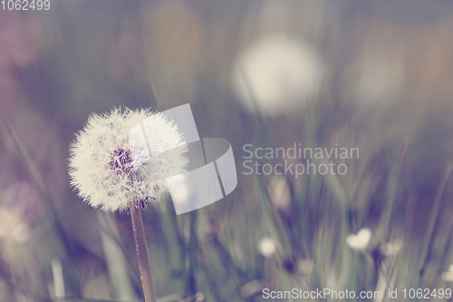 Image of Dandelion, spring abstract color background