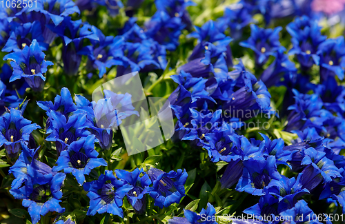 Image of Trumpet gentiana blue flower in spring garden