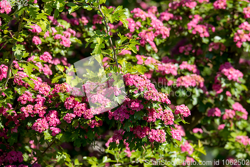 Image of Pink flowers hawthorn tree