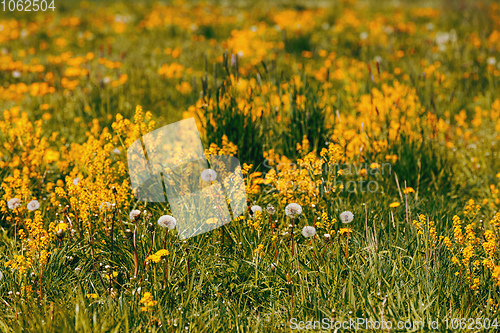 Image of spring flowers dandelions in meadow, springtime scene