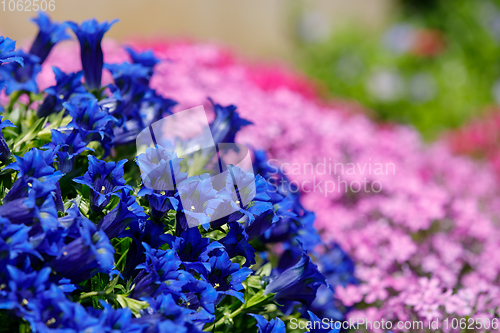 Image of Trumpet gentiana blue flower in spring garden