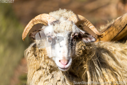 Image of ram or rammer, male of sheep