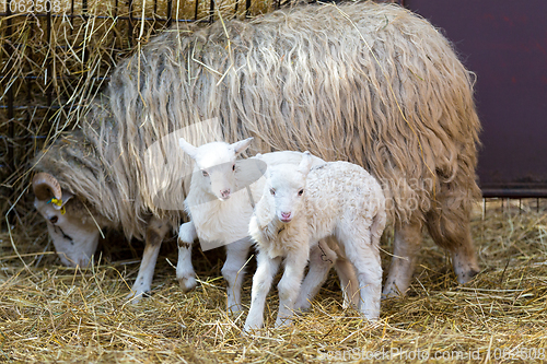 Image of Sheep with lamb, easter symbol