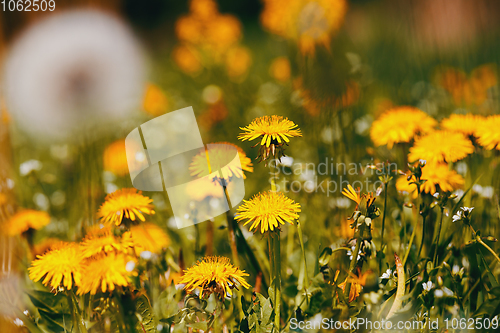 Image of Dandelion flower in spring