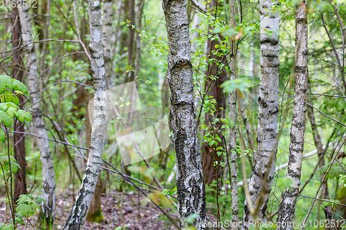 Image of birch tree in countryside