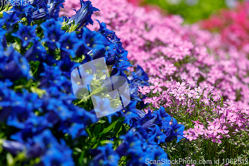 Image of Trumpet gentiana blue flower in spring garden