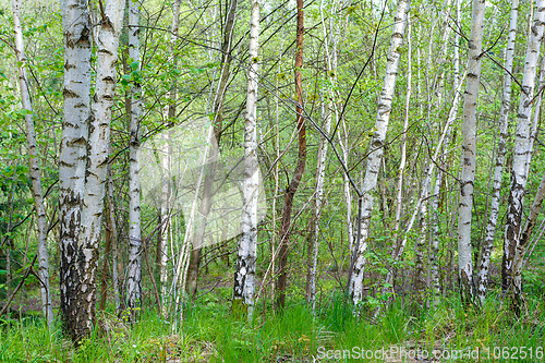 Image of birch tree in countryside