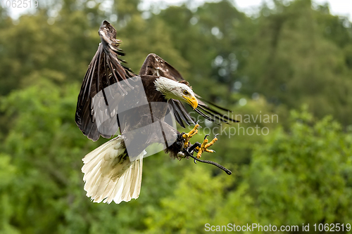 Image of Big bald Eagle (Haliaeetus albicill)