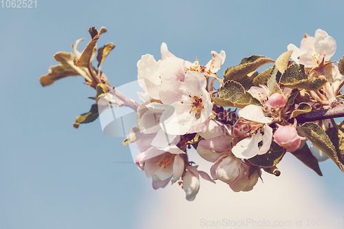 Image of flowering apple tree in spring